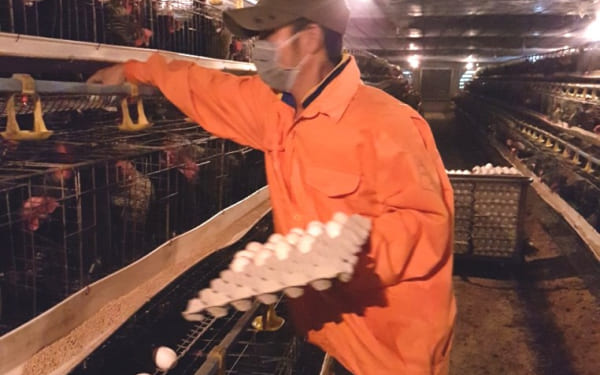 Tuyển 6 năm thu hoạch trứng gà tại tỉnh IBARAKI