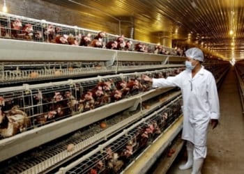 Tuyển 9 nam nuôi gà tại HIROSHIMA