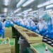 Tuyển 6 nam chế biến thủy sản tại MIE
