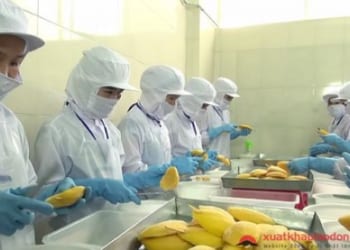 Tuyển 36 nam & nữ chế biến thực phẩm tại SAITAMA (ĐĐ số 1)