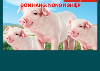 ĐÀI LOAN – Tuyển 02 Nam + 2 Nữ Lao động Nông nghiệp (Chăn nuôi lợn)