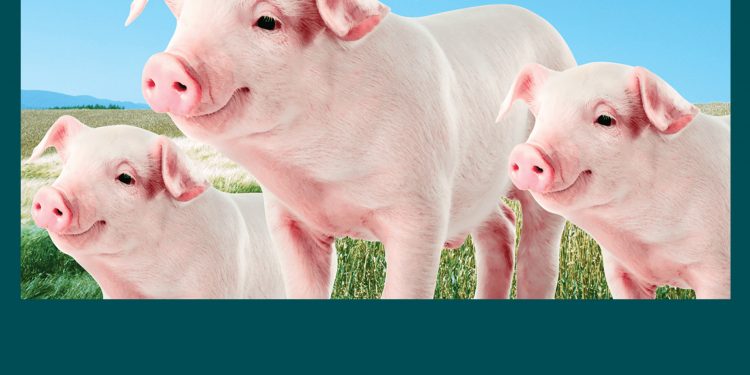 ĐÀI LOAN – Tuyển 02 Nam + 2 Nữ Lao động Nông nghiệp (Chăn nuôi lợn)