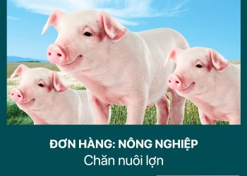ĐÀI LOAN – Tuyển 02 Nam Lao động Nông nghiệp (Chăn nuôi lợn)
