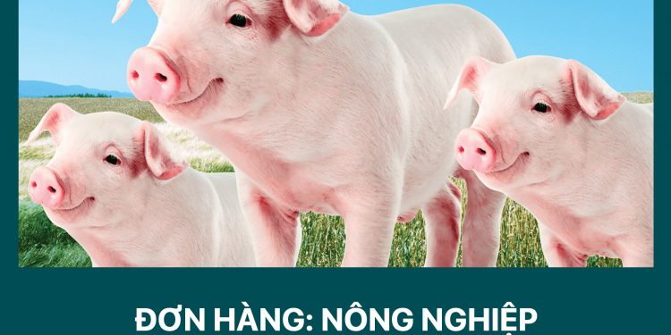 ĐÀI LOAN – Tuyển 02 Nam Lao động Nông nghiệp (Chăn nuôi lợn)