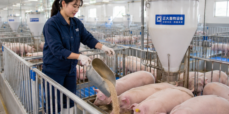 Chương Hóa – Tuyển 01 Nữ nông nghiệp (chăn nuôi lợn)