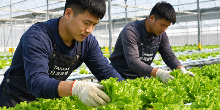 Nam Đầu – Tuyển 02 Nam nông nghiệp (Trồng rau)